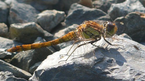 Dragonfly - Libellule