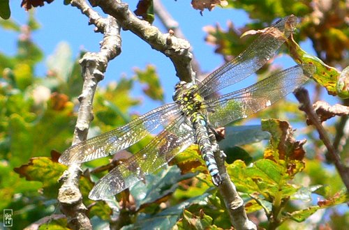 Southern hawker dragonfly - Libellule æschne bleue