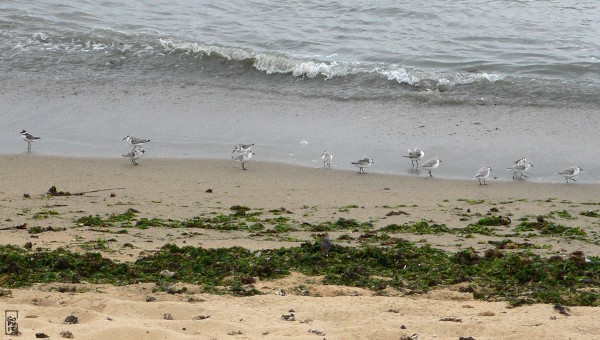 Waders on the edge of the water - Limicoles au bord de l’eau