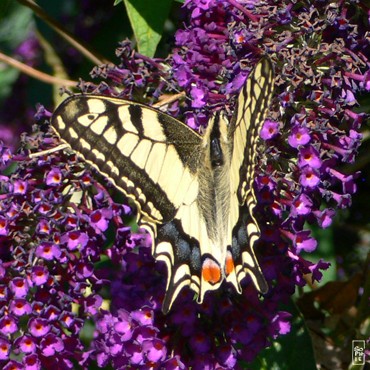 Swallowtail butterfly - Papillon machaon