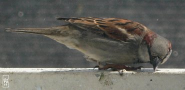 Sparrow - Moineau