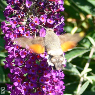 Hummingbird hawk-moth - Moro-sphinx