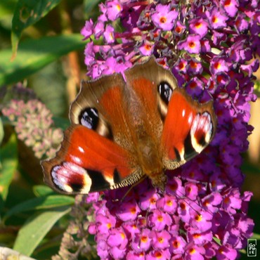 Peacock butterfly - Papillon paon du jour
