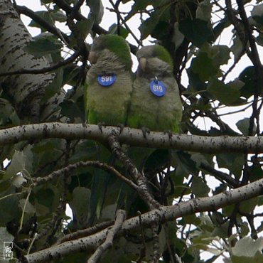 Parakeets - Perroquets