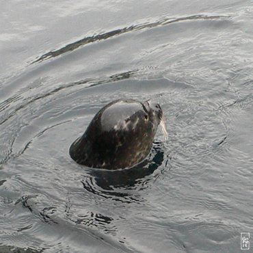 Baby common seal - Bébé phoque veau marin