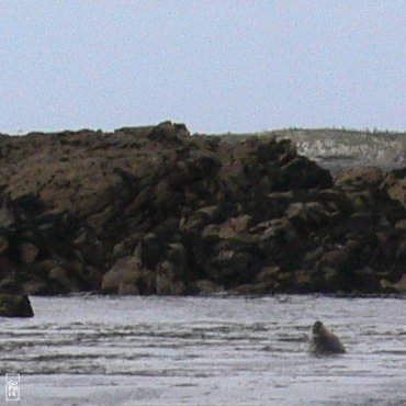 Grey seal - Phoque gris