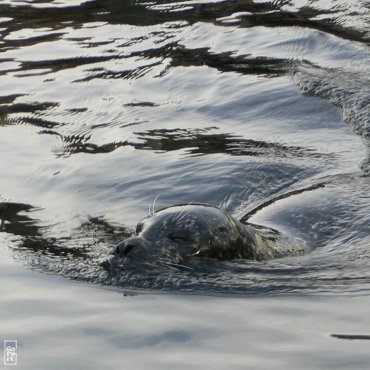 Common seal - Phoque veau marin