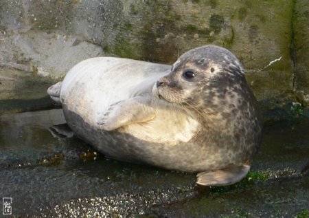 Common seal - Phoque veau marin