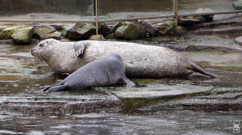 Common seal - Phoque veau marin