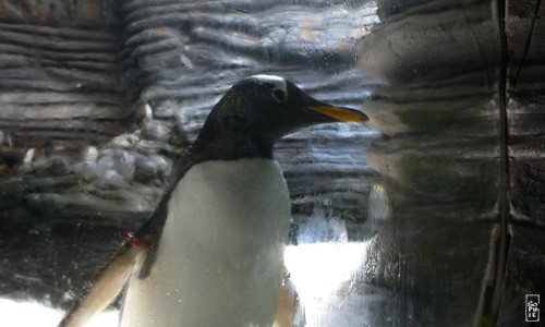 Gentoo penguin - Manchot papou