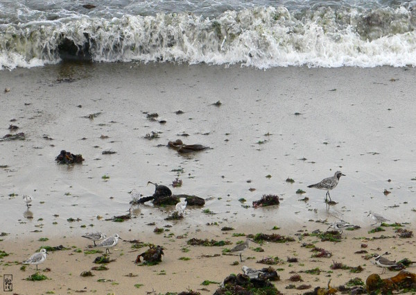 Grey plover among other waders - Pluvier argenté parmi d’autres limicoles