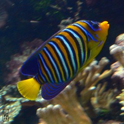 Tropical fish - Poisson tropical