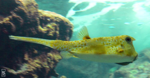 Tropical fish - Poisson tropical