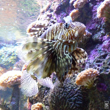 Red lionfish - Rascasse volante