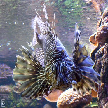 Red lionfish - Rascasse volante