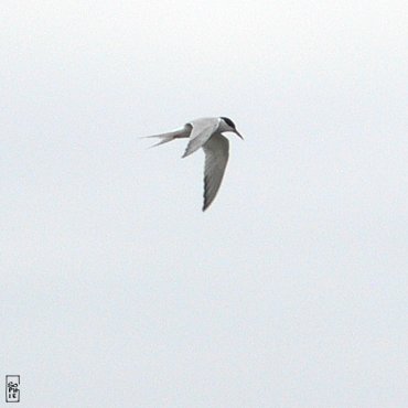 Common tern - Sterne pierregarin