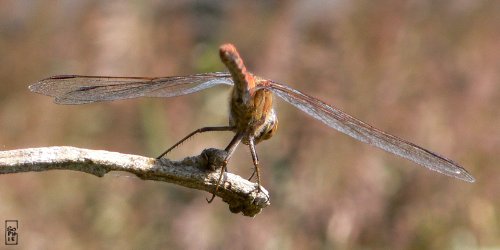 Vagrant darter dragonfly - Libellule sympétrum commun