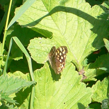 Speckled wood butterfly - Papillon tircis