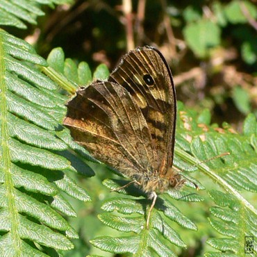 Speckled wood butterfly - Papillon tircis