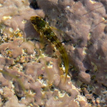 Young fish in tide pool - Alevin dans un trou d’eau