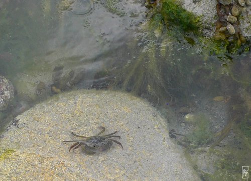 Shore crab - Crabe vert