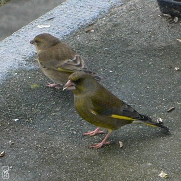 Greenfinches - Verdiers