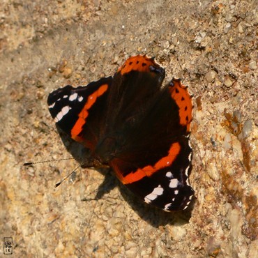 Red admiral butterfly - Papillon vulcain
