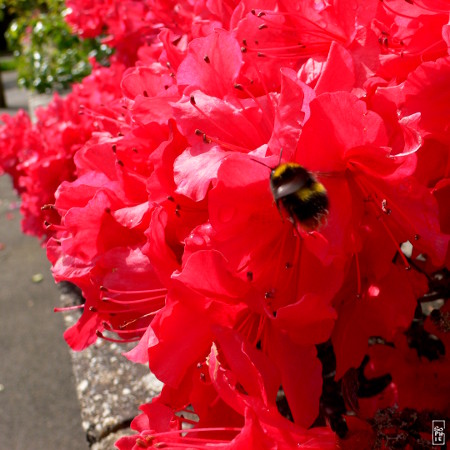 Red azalea in bloom & bumblebee - Azalée rouge en fleurs & bourdon