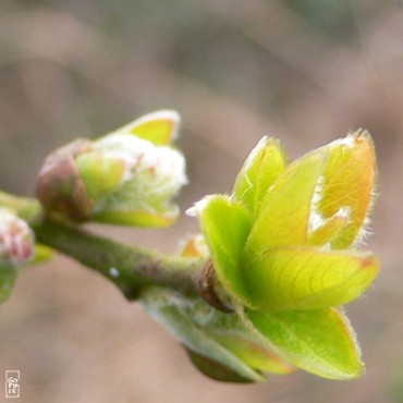 Bud and first leaves - Bourgeon et premières feuilles