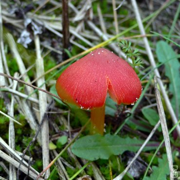 Red mushroom - Champignon rouge