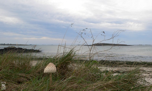 Mushroom by the sea - Champignon du bord de mer