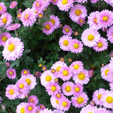 Pink chrysanthemum - Chrysanthèmes roses
