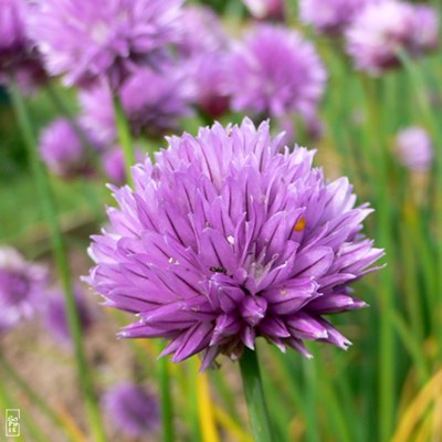 Chives flowers - Fleurs de ciboulette