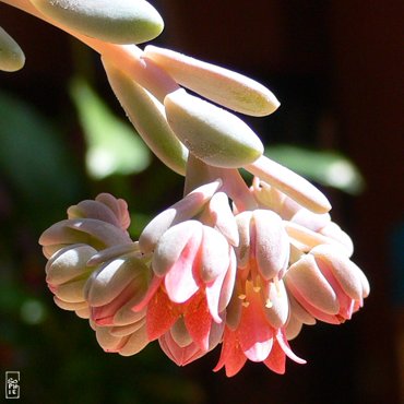 Echeveria flower - Fleur d’echeveria