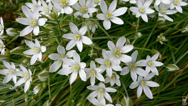 A bed of white flowers - Un parterre de fleurs blanches