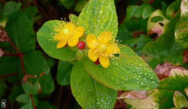 Raindrops on yellow flowers - Gouttes d’eau sur des fleurs jaunes