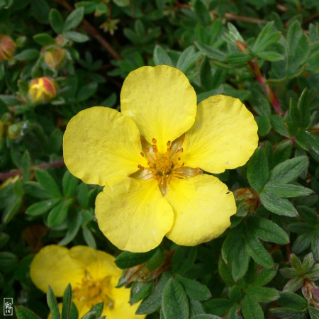 Yellow flower in bloom - Fleur jaune