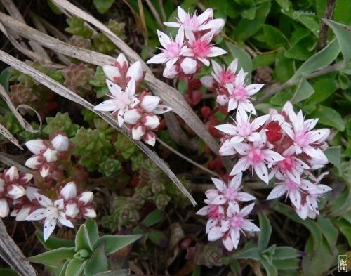 English stonecrop - Orpins d’Angleterre