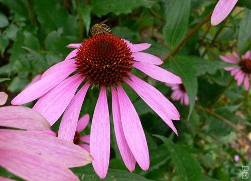 Bee and pink echinacea - Abeille et fleur rose