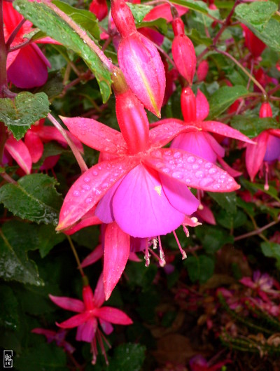 Raindrops on pink flowers - Gouttes d’eau sur des fleurs roses