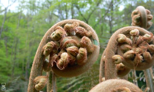 Tree fern fronds - Frondes de fougère arborescente
