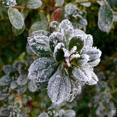 Frozen shrub - Arbuste gelé