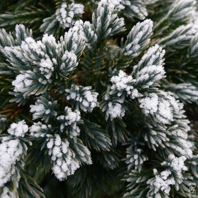 Frozen shrub - Arbuste gelé
