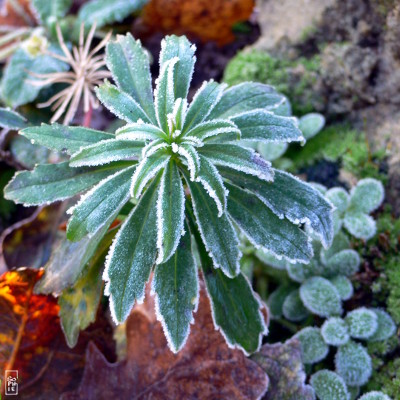 Frosty leaves - Feuilles gelées