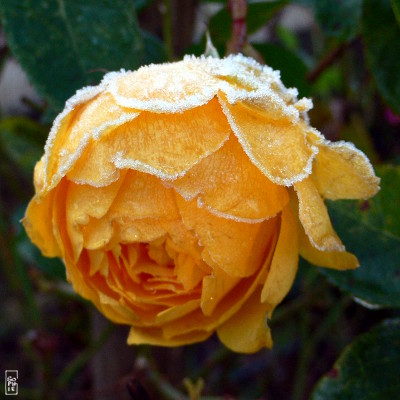 Frosty yellow rose - Rose jaune gelée