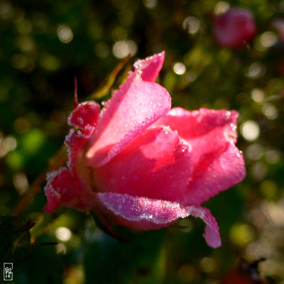 Frosty pink rose - Rose rose gelée