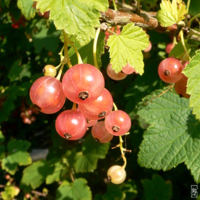 White currant - Groseille blanche