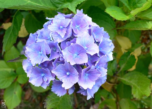 Blue hydrangeas - Hortensias bleus