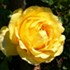 Yelow rose