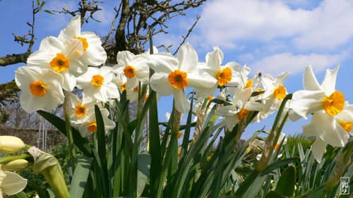 Daffodils - Jonquilles